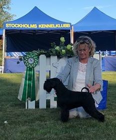 Årets Guldhund Utställning 2019